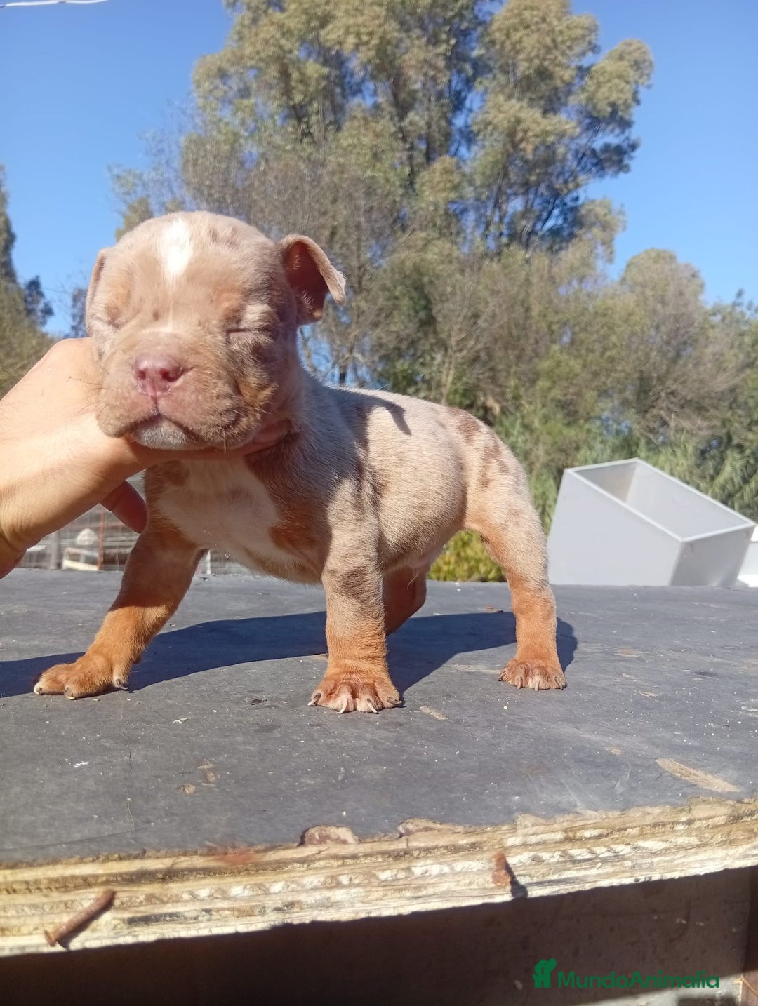 American Bully perros en venta: American bully - Anuncio 9