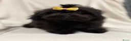 Shihpoo perros en venta: Monísima ShihPoo negra - Anuncio 10