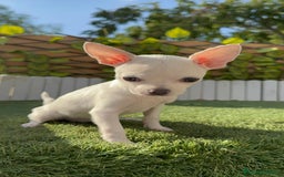 Chihuahua perros en venta: CHIHUAHUA HEMBRA BLANCA - Imagen 5