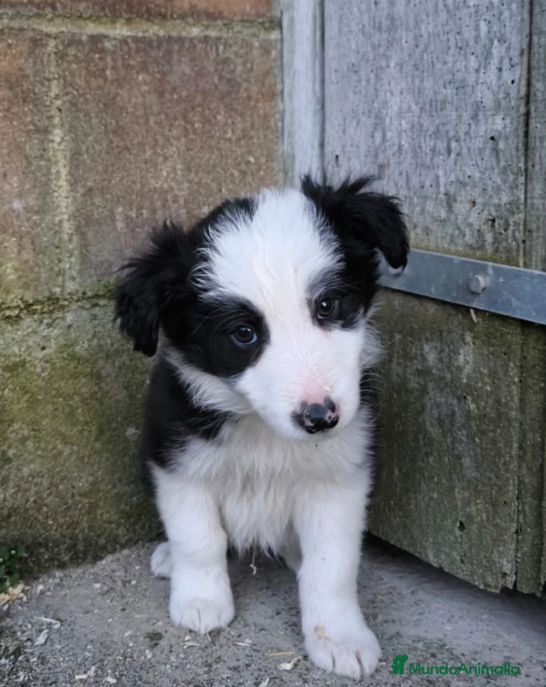 Border Collie perros en venta: Último cachorro border collie! - Anuncio 1