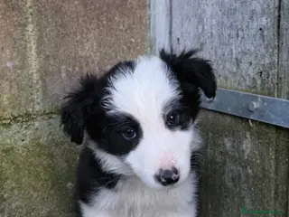 Border Collie perros Último cachorro border collie! - Anuncio 1