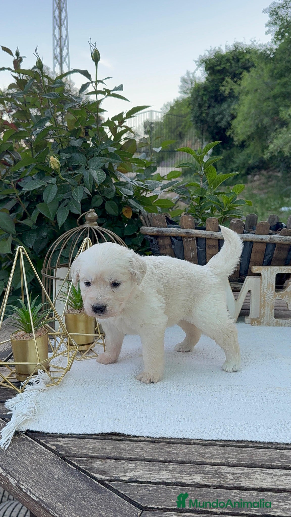 Golden Retriever perros Golden retriever bebe Hembra disponibles  - Anuncio 1