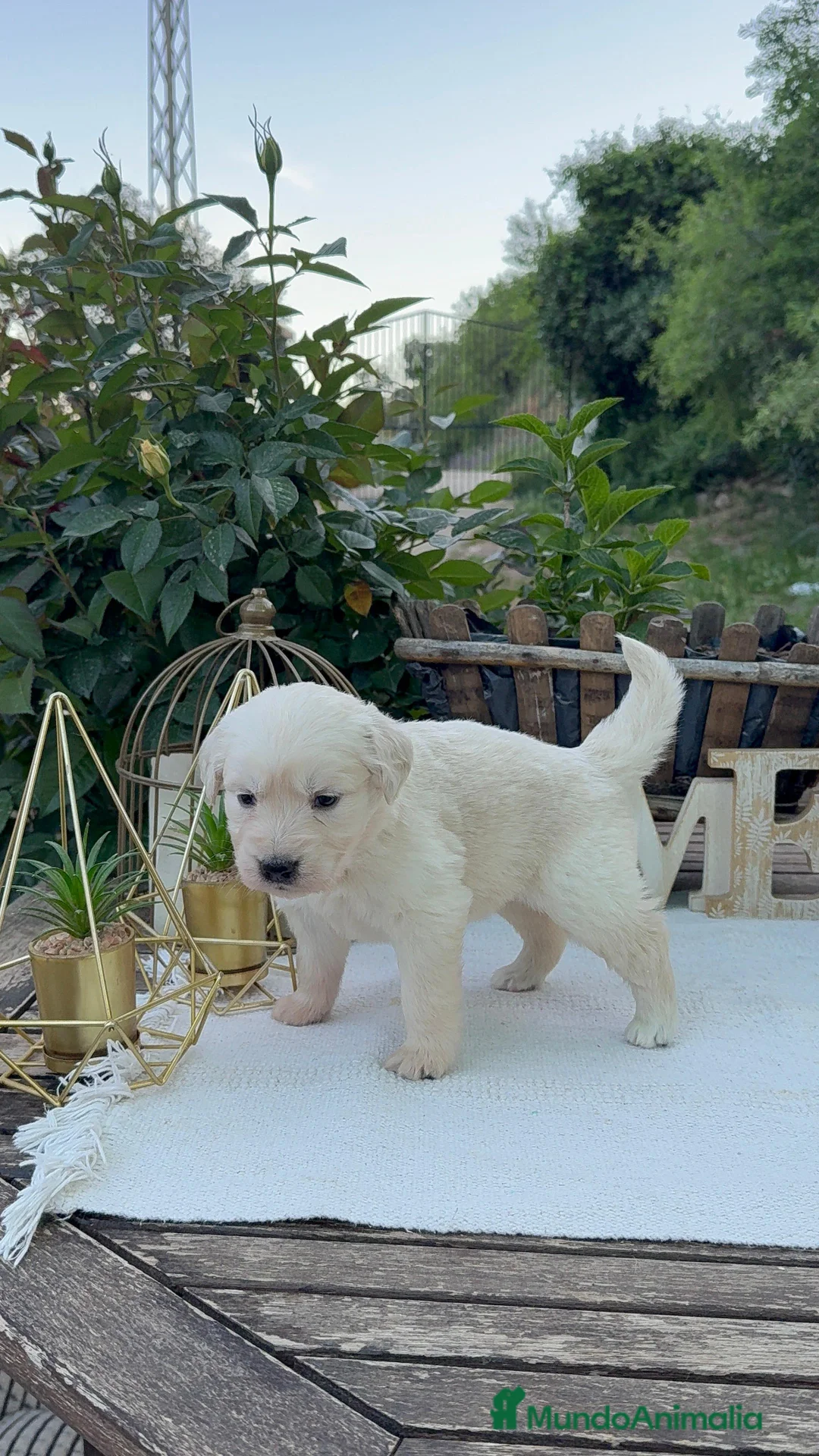 Golden Retriever perros en venta: Golden retriever bebe Hembra disponibles  - Anuncio 1