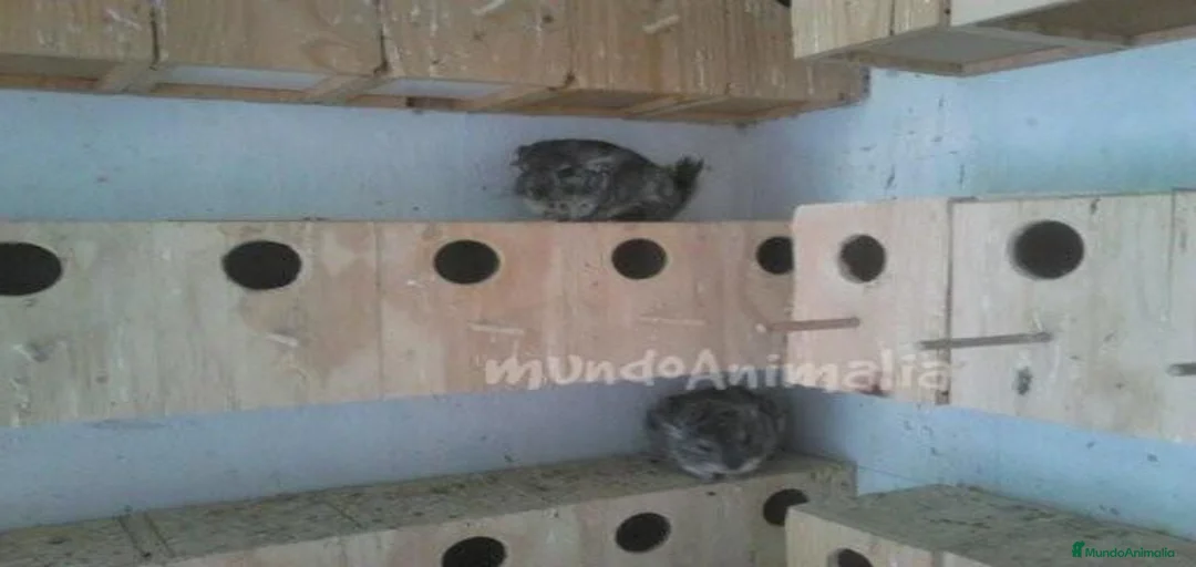 Imagen de galería {{count}}