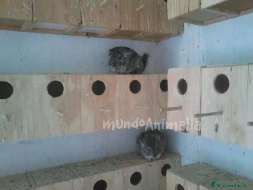 Imagen de galería {{count}}