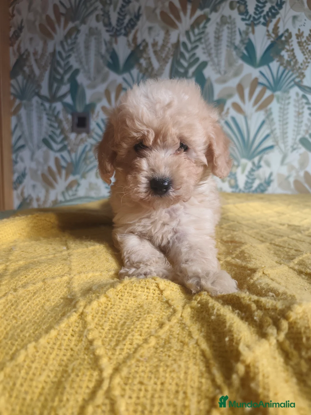 Caniche Toy perros en venta: Machitos caniche toy - Anuncio 5