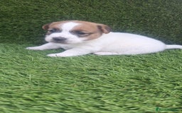 Jack Russell Terrier perros en venta: Jack Russell juguetones bicolor  - Imagen 2