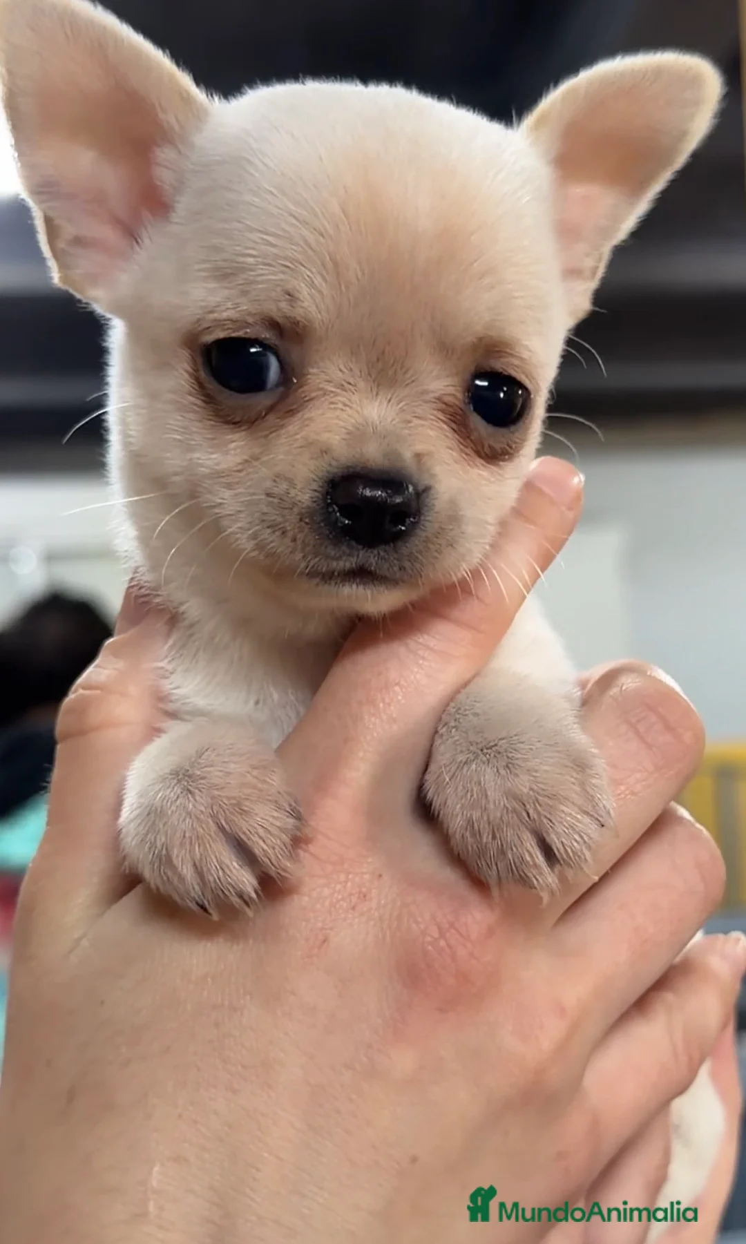 Chihuahua perros en venta: Chihuahua Blanca toy  - Anuncio 1