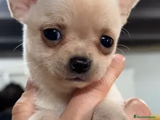 Chihuahua perros Chihuahua Blanca toy - Anuncio 32