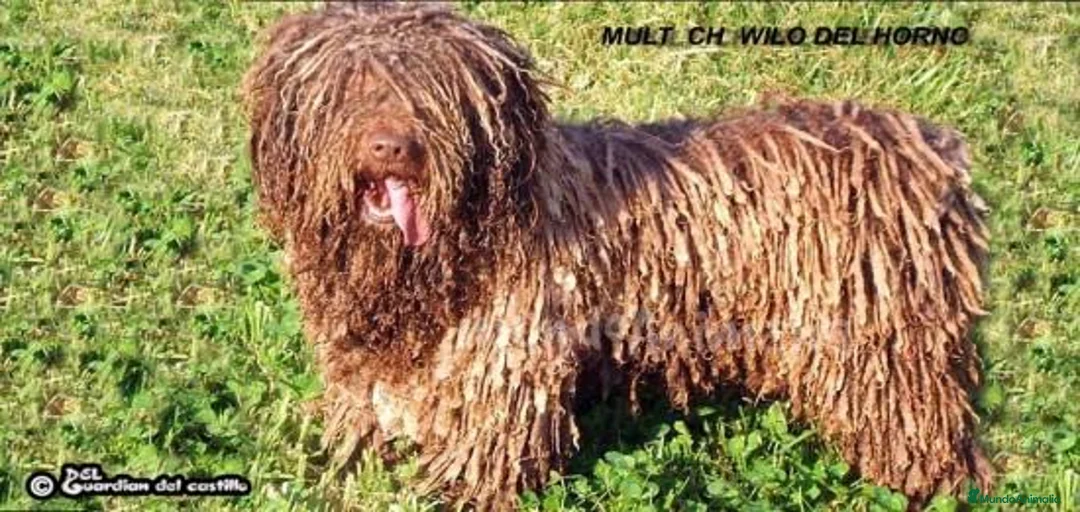 Imagen de galería {{count}}