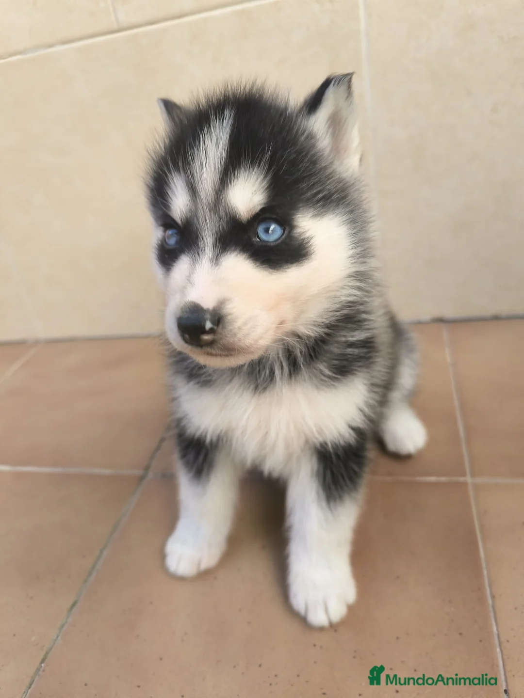 Husky Siberiano perros en venta: Cachorros de husky  - Anuncio 3