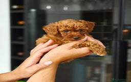 Caniche Toy perros en venta: Caniche  - Imagen 3