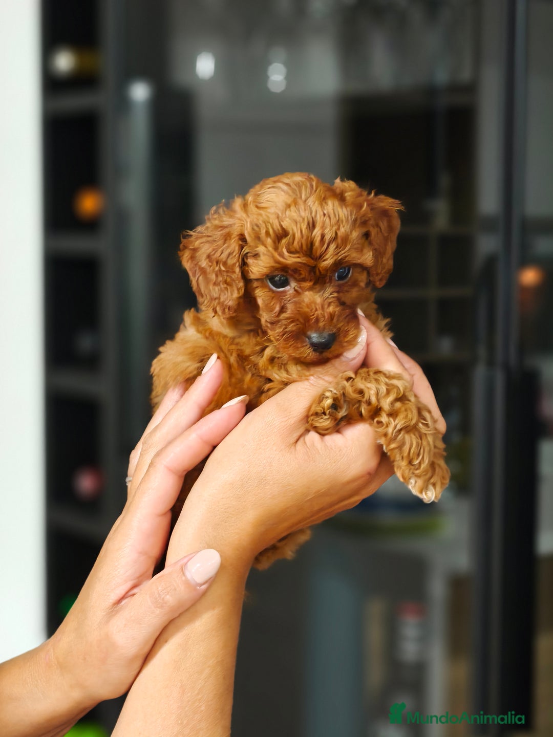 Caniche Toy perros en venta: Caniche  - Imagen 3