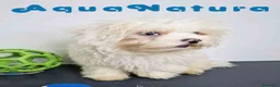 Bichón Habanero perros en venta: Bichon Habanero Macho de Kyi y Nis 6220-AQUANATURA en Barcelona - Anuncio 4