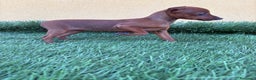 Pinscher Miniatura perros en venta: Pinscher miniatura o mini pinscher toy hembra  - Anuncio 7