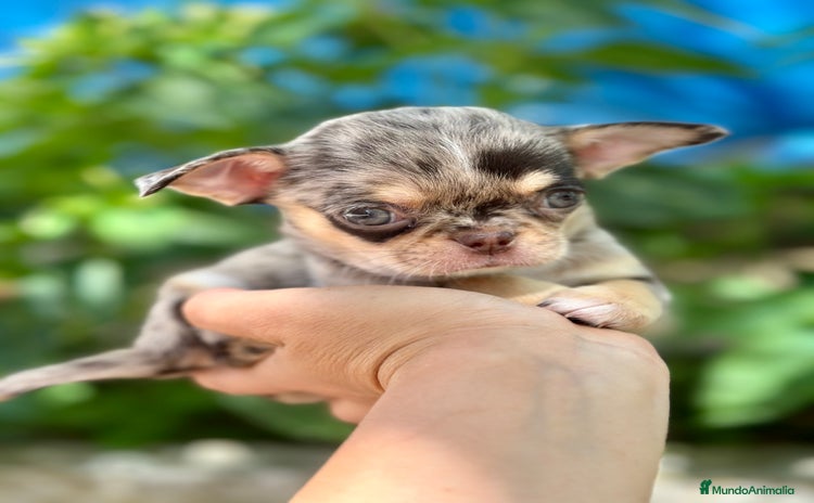 Chihuahua perros - Propaganda 16