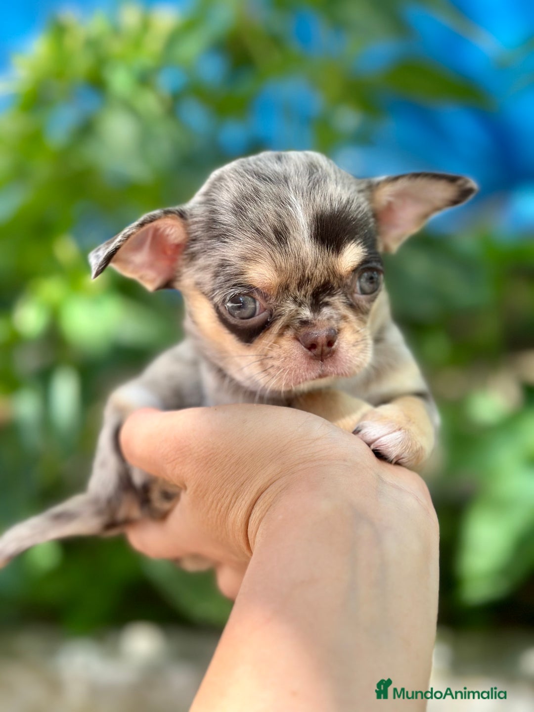 Chihuahua perros en venta: CHIHUAHUA MINITOY EXÓTICO  - Imagen 1
