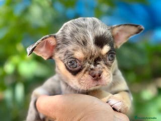 Chihuahua perros CHIHUAHUA MINITOY EXÓTICO - Anuncio 13