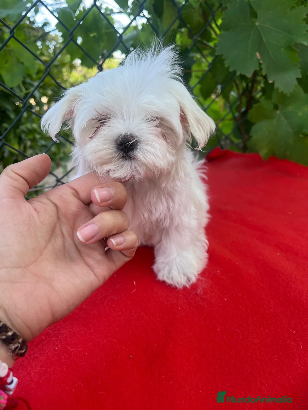 Bichón Maltés perros en venta: PRECIOSO BICHON MALTÉS MINI  - Anuncio 3