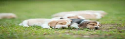 Beagle perros en venta: BEAGLES MADRID  en Ciudad Real - Anuncio 2