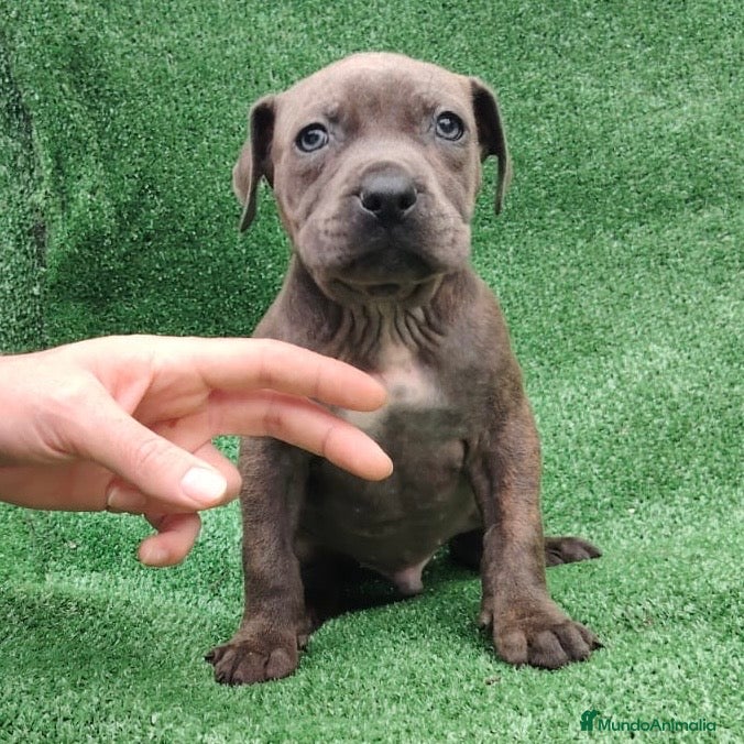 American Staffordshire-Terrier perros American Stanford - Anuncio 2