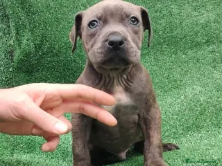 American Staffordshire-Terrier perros American Stanford - Anuncio 2