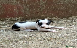 Jack Russell Terrier perros en venta: Nueva camada Jack Russell  - Imagen 5