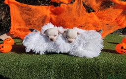 Chihuahua perros en venta: CHIHUAHUAS TOYS CABEZA MANZANA - Imagen 4