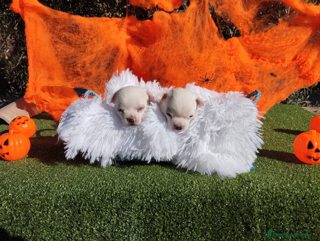 Chihuahua perros en venta: CHIHUAHUAS TOYS CABEZA MANZANA - Imagen 4