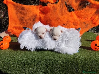 Chihuahua perros - Anuncio 17