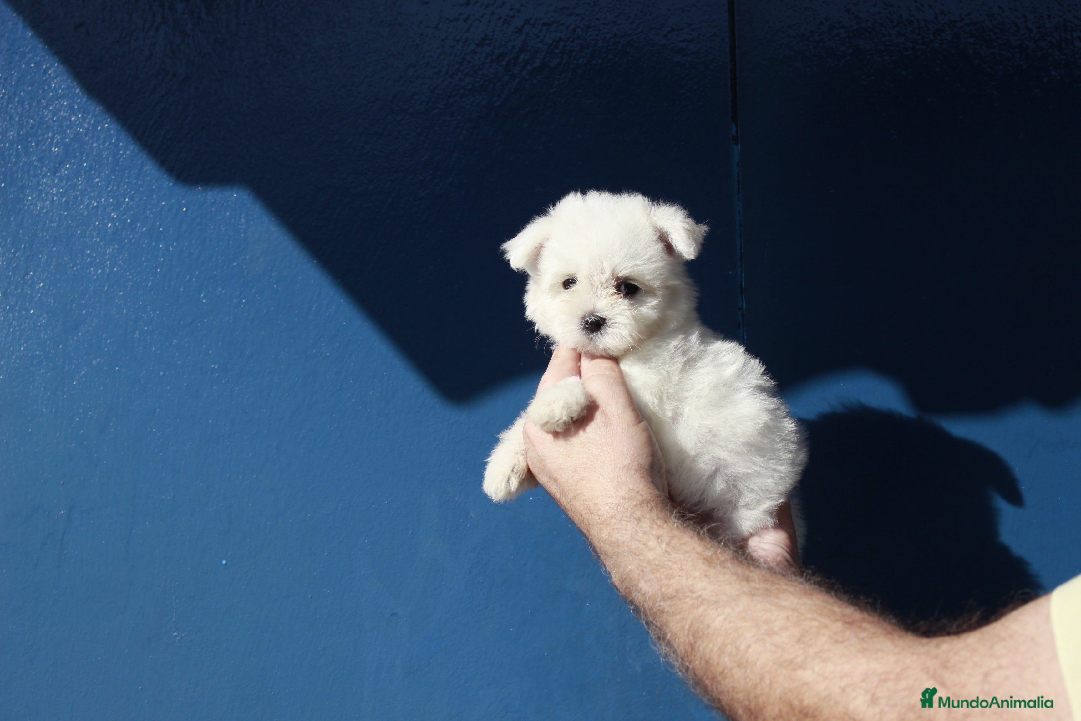 Bichón Maltés perros ⚜️Macho 50 asiático 📌⚜️‼️‼️‼️ - Anuncio 10