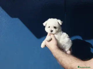 Bichón Maltés perros ⚜️Macho 50 asiático 📌⚜️‼️‼️‼️ - Anuncio 10