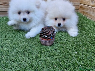 Pomerania perros en Barcelona - Anuncio 40