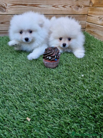 Pomerania perros en Barcelona - Anuncio 19