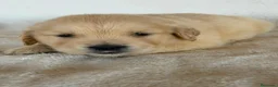 Golden Retriever perros en venta: GOLDEN RETRIEVER  - Anuncio 4