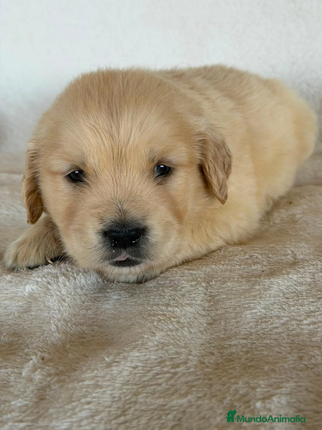 Golden Retriever perros en venta: GOLDEN RETRIEVER  - Anuncio 4