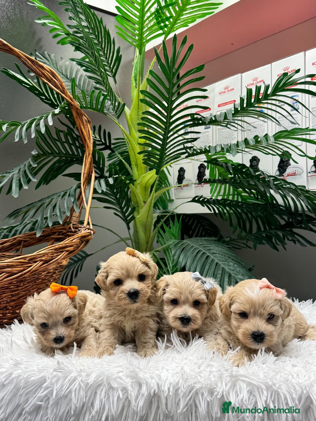 Maltipoo perros en venta: MALTIPOO - Anuncio 4