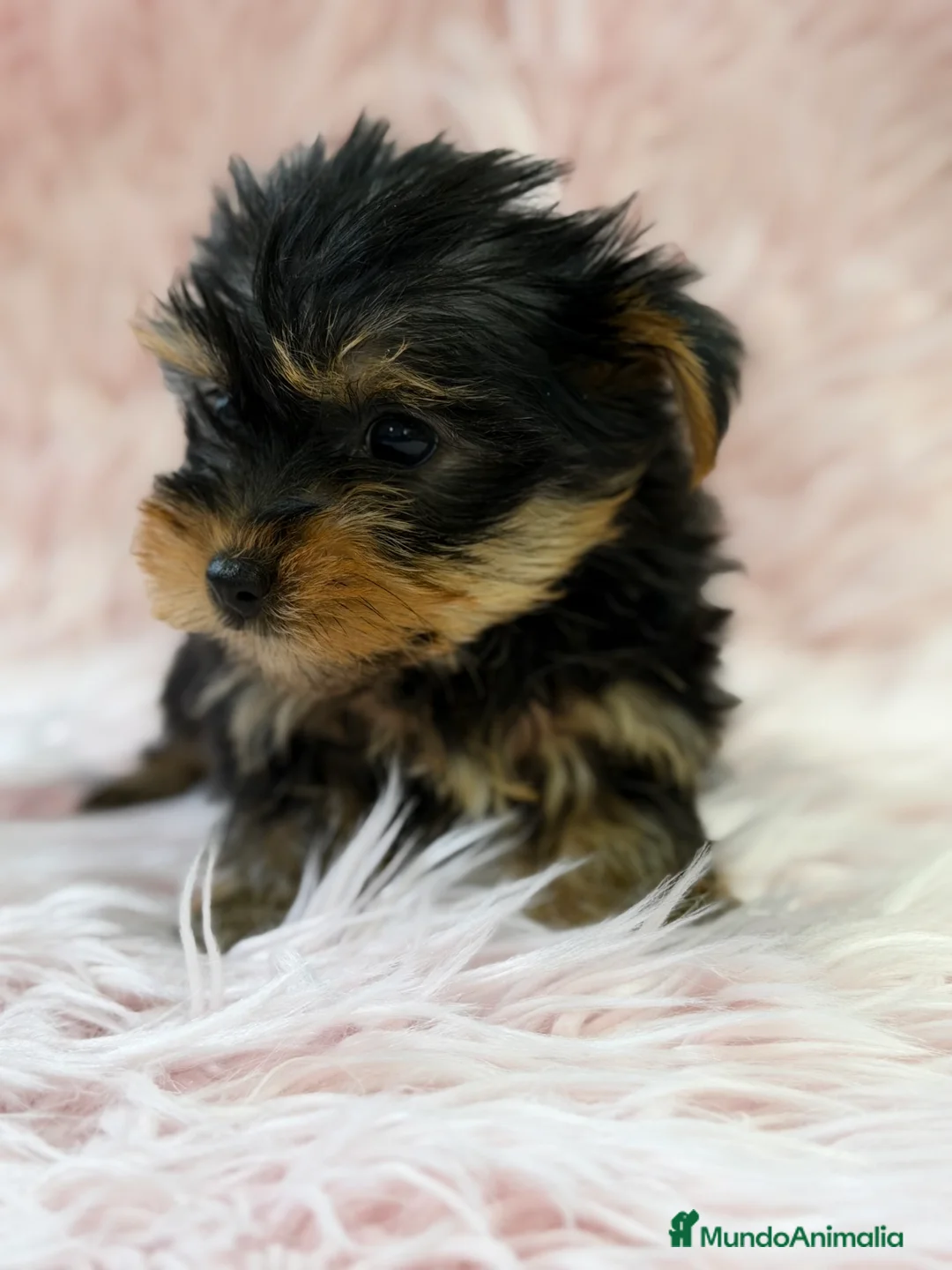 Yorkshire Terrier perros en venta: Yorkshire mini Toy  - Anuncio 5