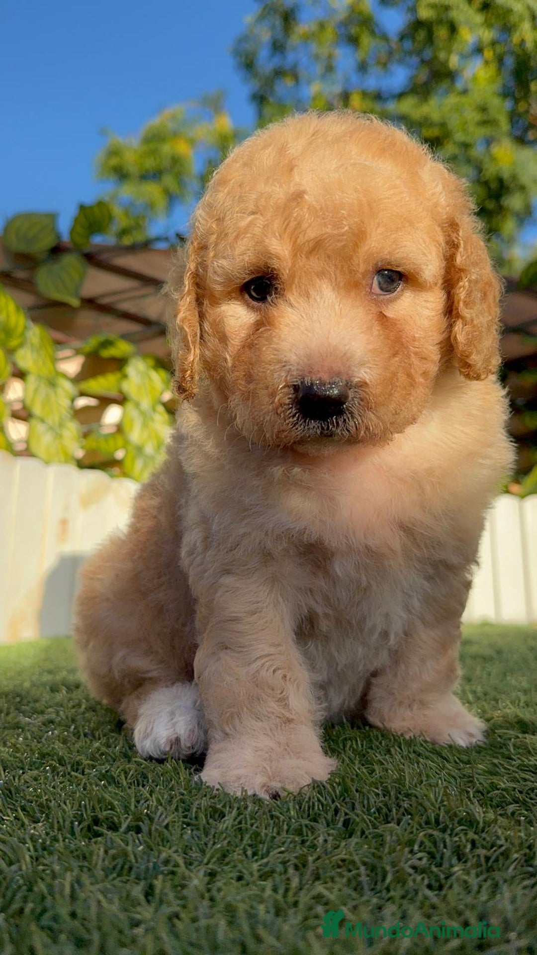 Perro de Agua Español perros en venta: PERRO DE AGUA ESPAÑOL  - Imagen 8