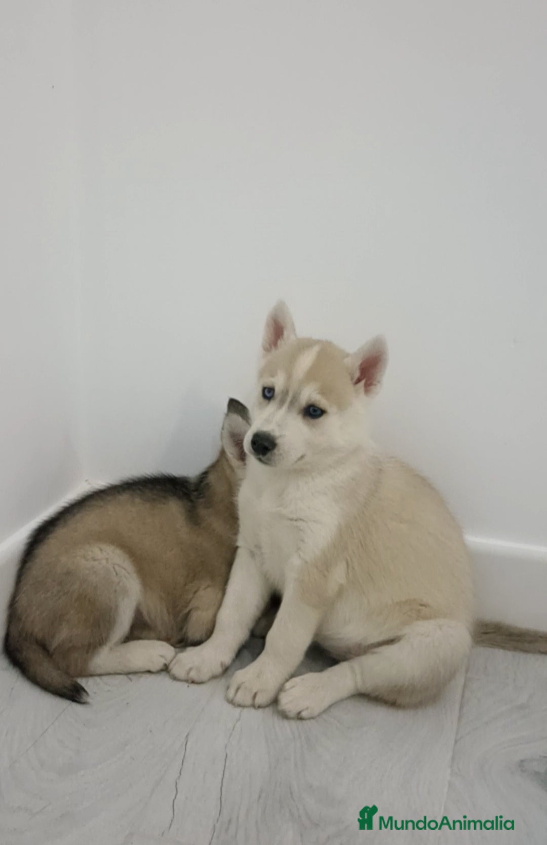 Husky Siberiano perros en venta: Hembra husky siberiano - Anuncio 4