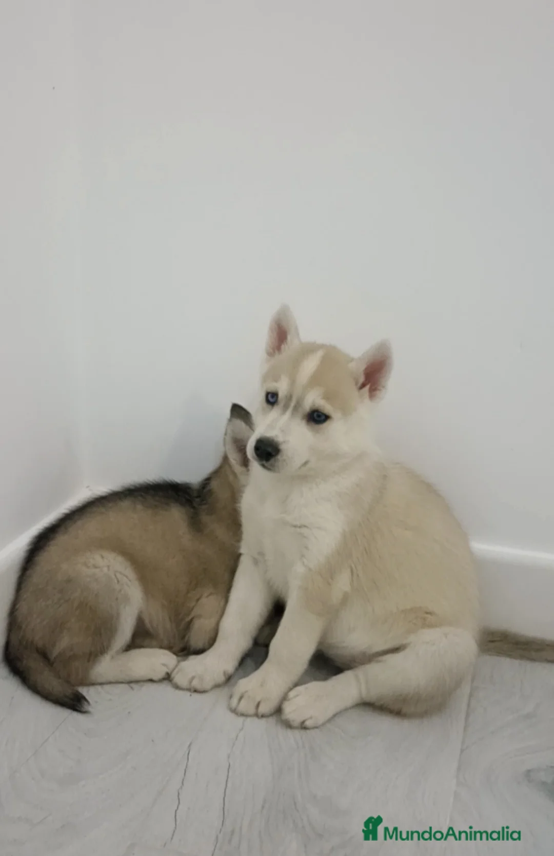 Husky Siberiano perros en venta: Hembra husky siberiano - Anuncio 4