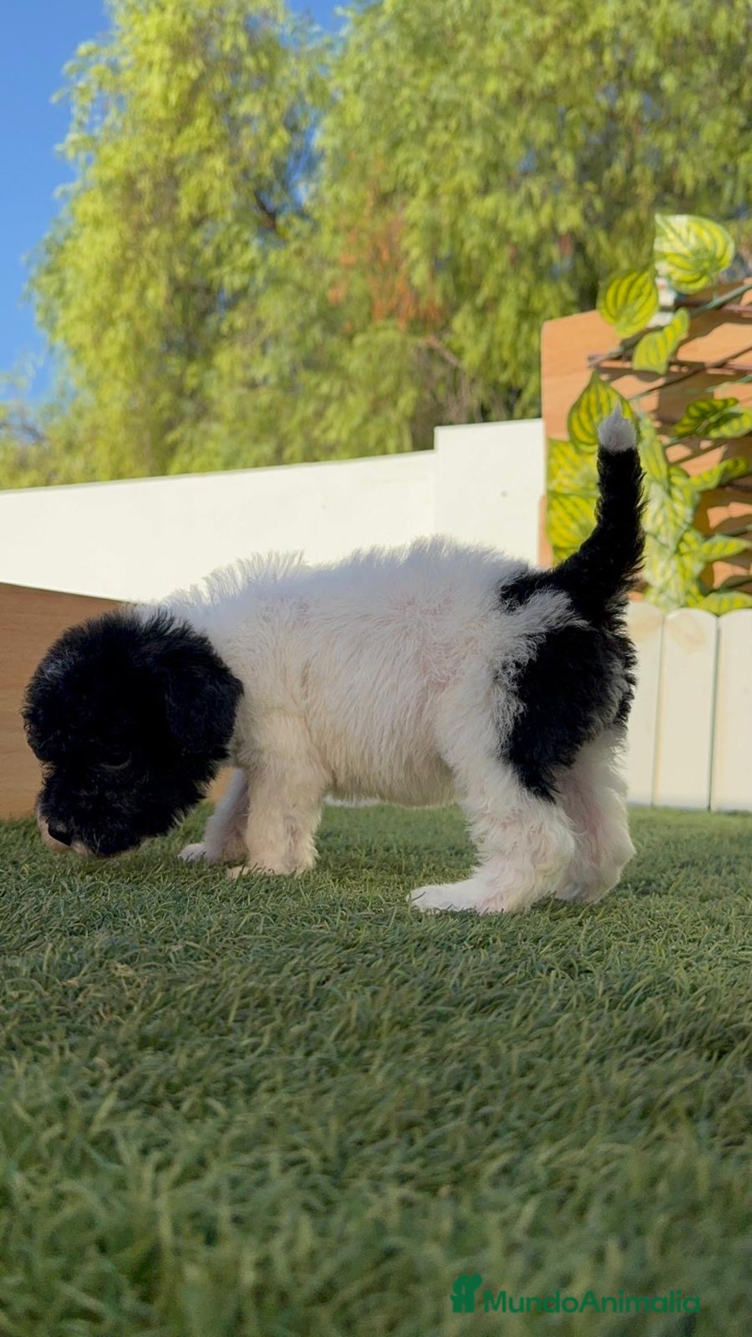 Perro de Agua Español perros en venta: PERRO DE AGUA HEMBRA - Imagen 8