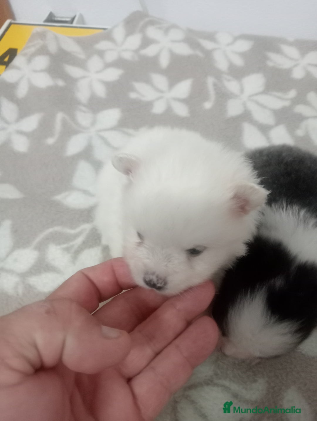 Pomerania perros en venta: LULU DE  POMERANIA  - Imagen 4