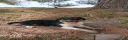 Pastor Australiano perros en venta: PASTOR AUSTRALIANO  - Anuncio 9
