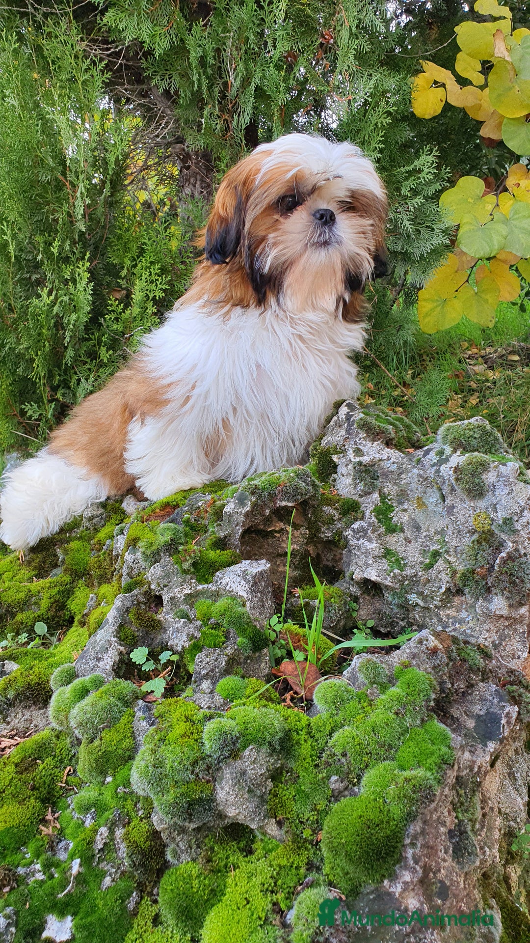 Shih Tzu perros en venta: Shih Tzu Macho 5 meses disponible  - Imagen 2