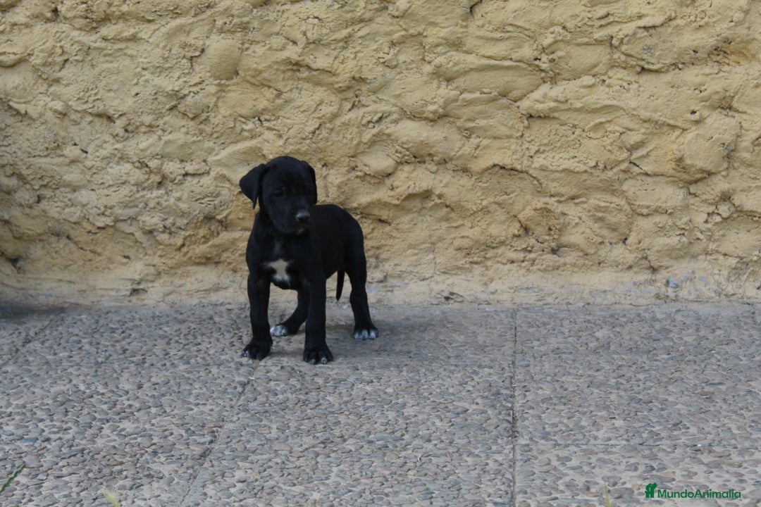 Dogo Alemán perros en venta: Dogo alemán/ gran danés  - Imagen 9