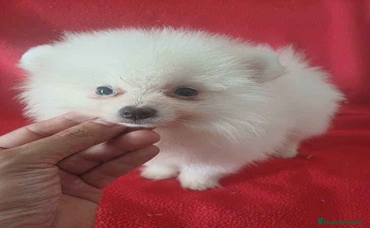 Pomerania perros - Anuncio 2