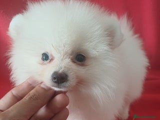 Pomerania perros - Anuncio 10