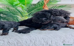Caniche Toy perros en venta: CANICHE TOY HEMBRA - Imagen 5