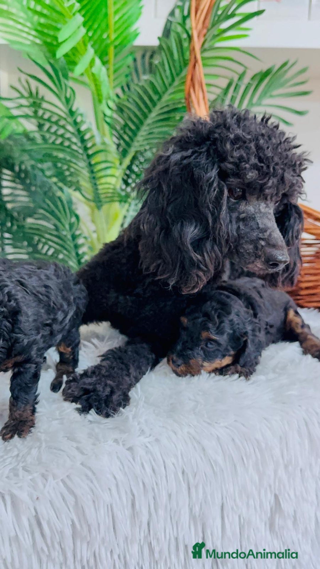 Caniche Toy perros en venta: CANICHE TOY HEMBRA - Imagen 5